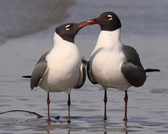 Laughing Gulls